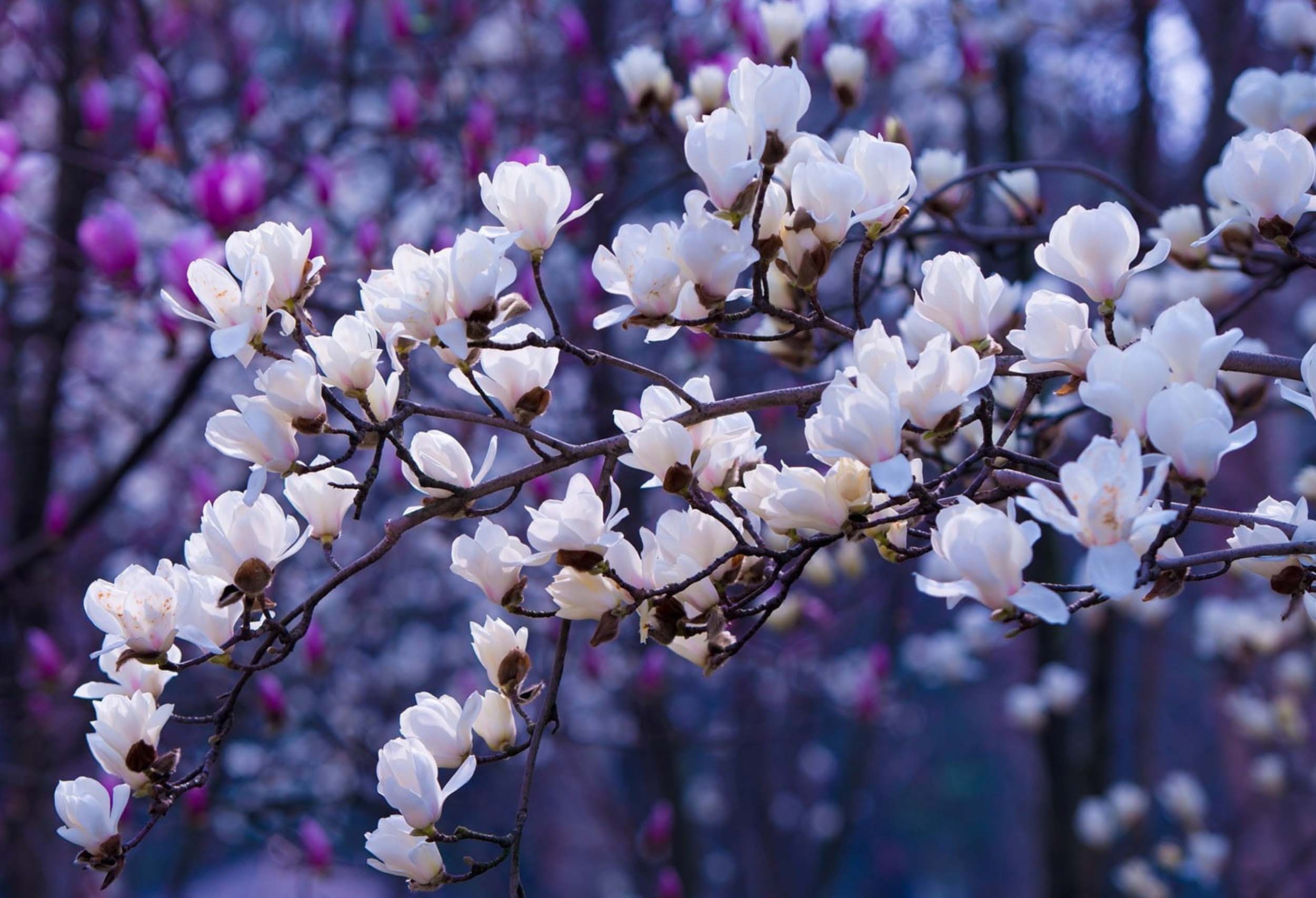 welcomebackground_peonies.jpg